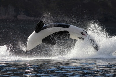 Orcinus Orca